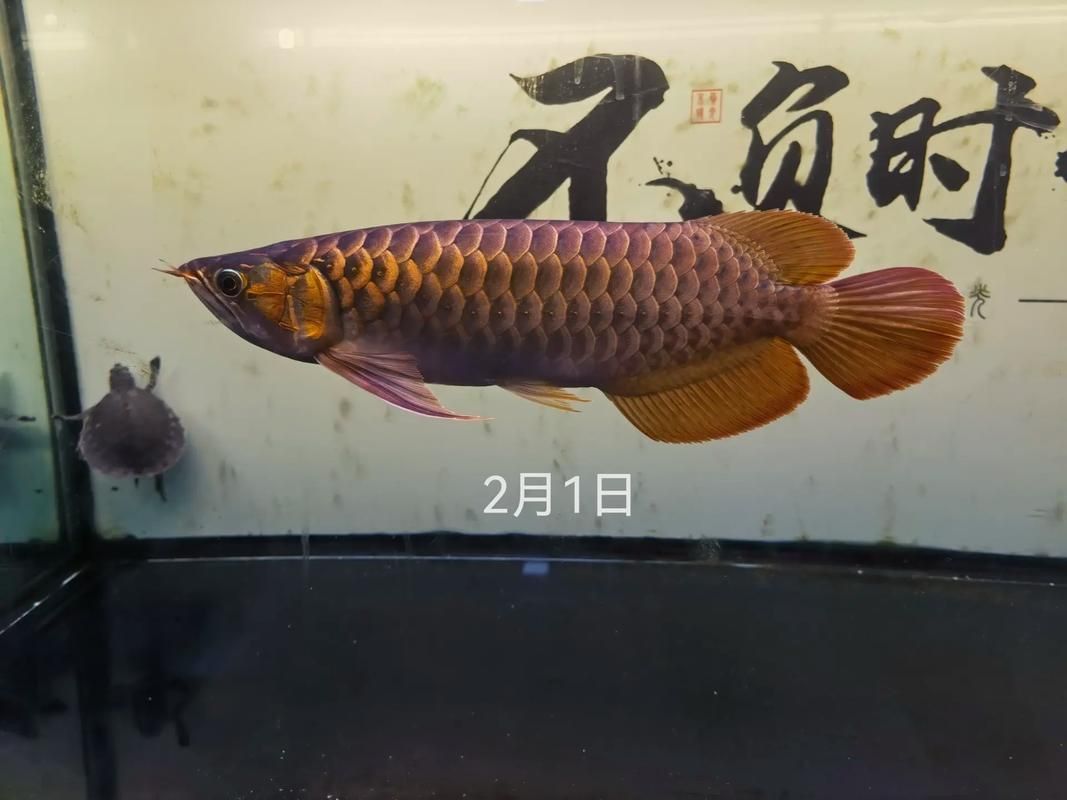 金龍魚發(fā)色過程分析圖