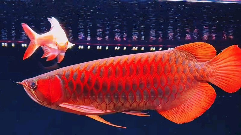 紅龍腮紅的價格是多少？