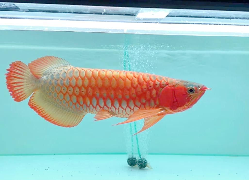 紅龍魚發(fā)色階段圖片大全欣賞 紅龍魚發(fā)色階段圖片大全欣賞 龍魚百科 第5張