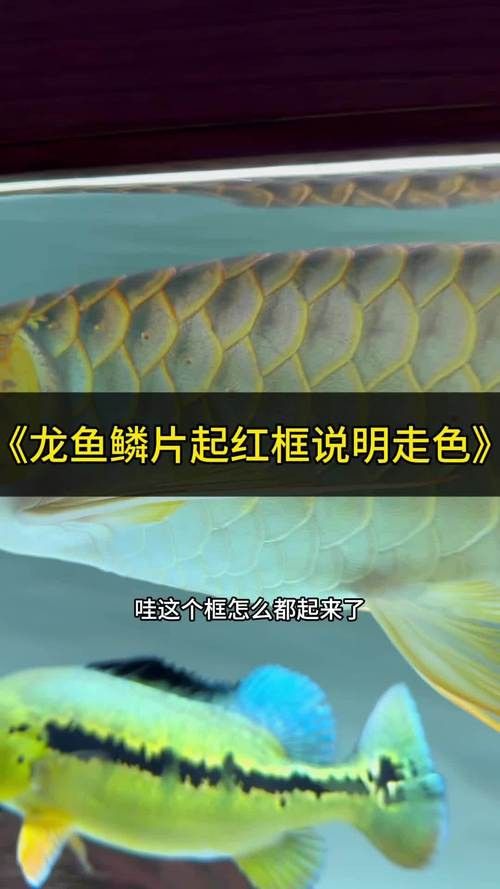 紅龍魚發(fā)色階段圖片大全欣賞 紅龍魚發(fā)色階段圖片大全欣賞 龍魚百科 第16張