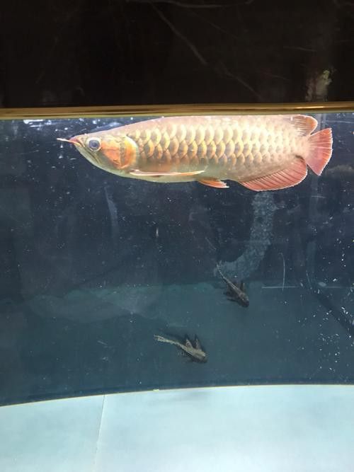 紅龍魚發(fā)色階段圖片大全欣賞 紅龍魚發(fā)色階段圖片大全欣賞 龍魚百科 第20張