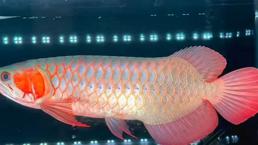 紅龍魚發(fā)色階段圖片大全欣賞 紅龍魚發(fā)色階段圖片大全欣賞 龍魚百科 第21張