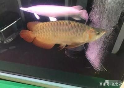 大龍魚多少時間開口（龍魚一般幾天開始吃食）