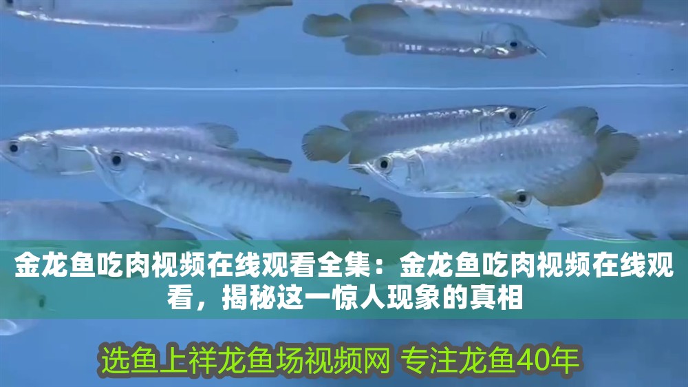 金龍魚吃肉視頻在線觀看全集：金龍魚吃肉視頻在線觀看，揭秘這一驚人現(xiàn)象的真相