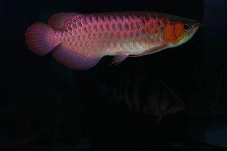 紅龍魚買什么品種(紅龍魚品種有哪些) 龍魚百科 第3張 紅龍魚買什么品種(紅龍魚品種有哪些) 紅龍魚買什么品種(紅龍魚品種有哪些) 龍魚百科 第3張