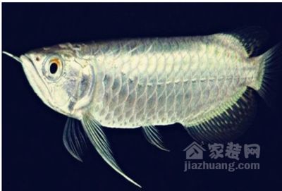 龍魚形態特征描述是什么：龍魚與其他觀賞魚的區別，