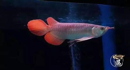 龍魚為什么吐食了：龍魚吐食可能由多種因素引起， 龍魚為什么吐食了：龍魚吐食可能由多種因素引起， 龍魚百科 第3張