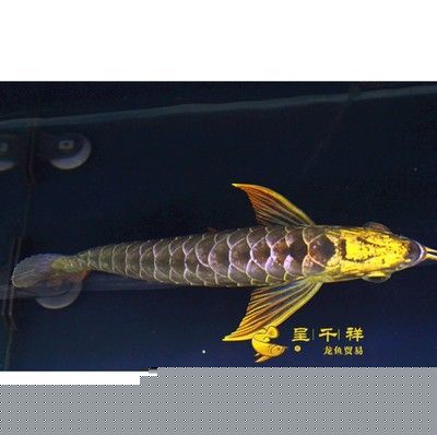 古典龍魚和過背哪個好:古典龍魚和過背龍魚哪個好 龍魚百科 第2張 古典龍魚和過背哪個好:古典龍魚和過背龍魚哪個好 古典龍魚和過背哪個好:古典龍魚和過背龍魚哪個好 龍魚百科 第2張