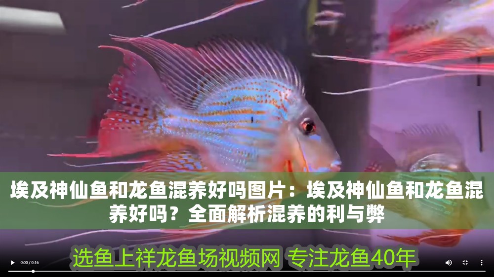 埃及神仙魚和龍魚混養好嗎圖片：埃及神仙魚和龍魚混養好嗎？全面解析混養的利與弊