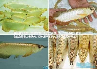 龍魚水發黃（魚缸水發黃怎么辦） 龍魚水發黃（魚缸水發黃怎么辦） 龍魚百科 第1張