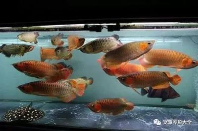 龍魚水發黃（魚缸水發黃怎么辦） 龍魚水發黃（魚缸水發黃怎么辦） 龍魚百科 第2張