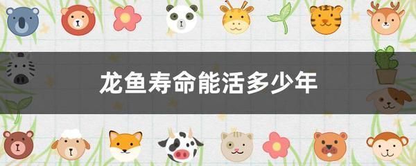 龍魚幼苗怎么養好：養殖龍魚幼苗的注意事項