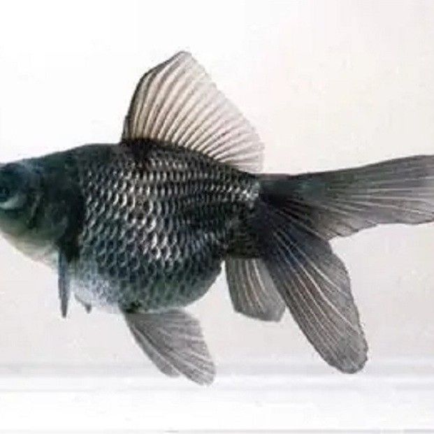 龍睛魚的市場需求如何