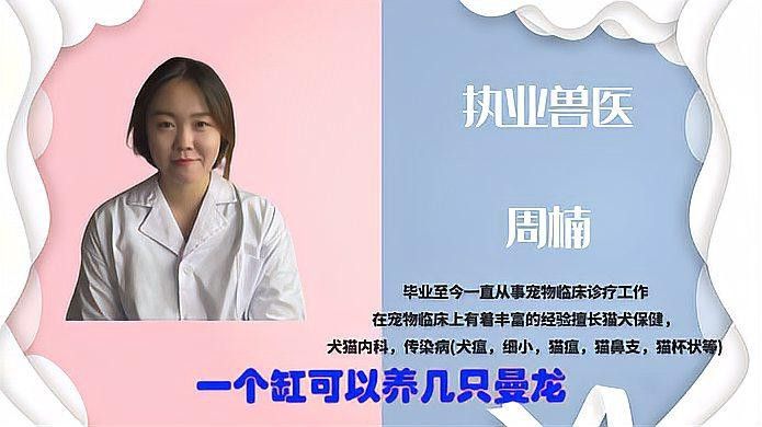 曼龍魚需要多大的魚缸