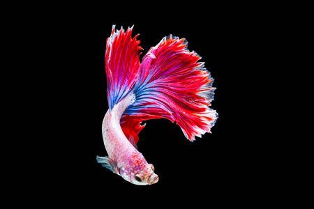 龍魚黑底白背景（關于龍魚黑底白背景的詳細信息） 龍魚黑底白背景（關于龍魚黑底白背景的詳細信息） 龍魚百科 第3張