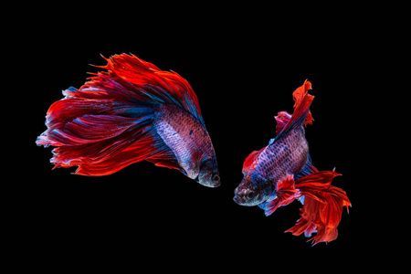 龍魚黑底白背景（關于龍魚黑底白背景的詳細信息） 龍魚黑底白背景（關于龍魚黑底白背景的詳細信息） 龍魚百科 第4張