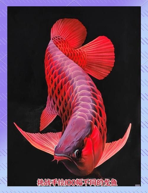 金龍魚高清壁紙圖片