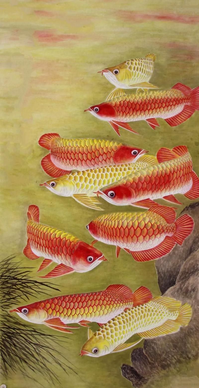 金龍魚高清壁紙圖片
