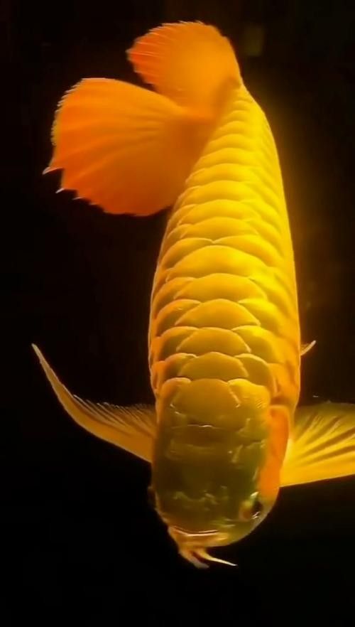 金龍魚高清壁紙圖片