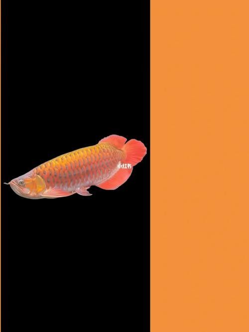 金龍魚高清壁紙圖片