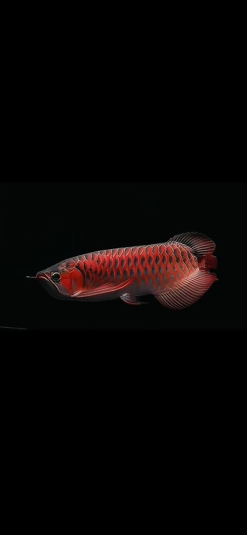 金龍魚高清壁紙圖片