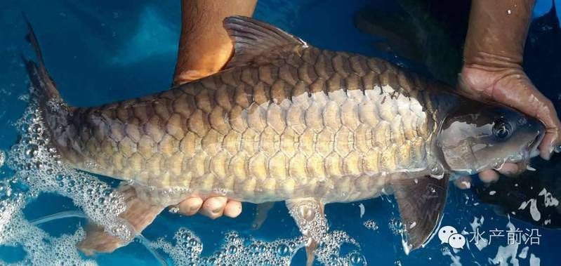 馬來西亞最貴10大名貴魚排行榜