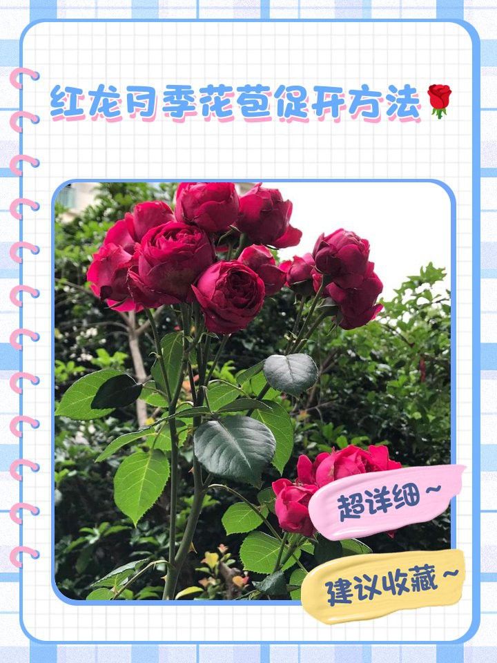 月季紅龍多久澆一次水？