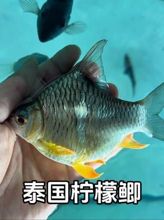 泰國鯽咬龍魚嗎