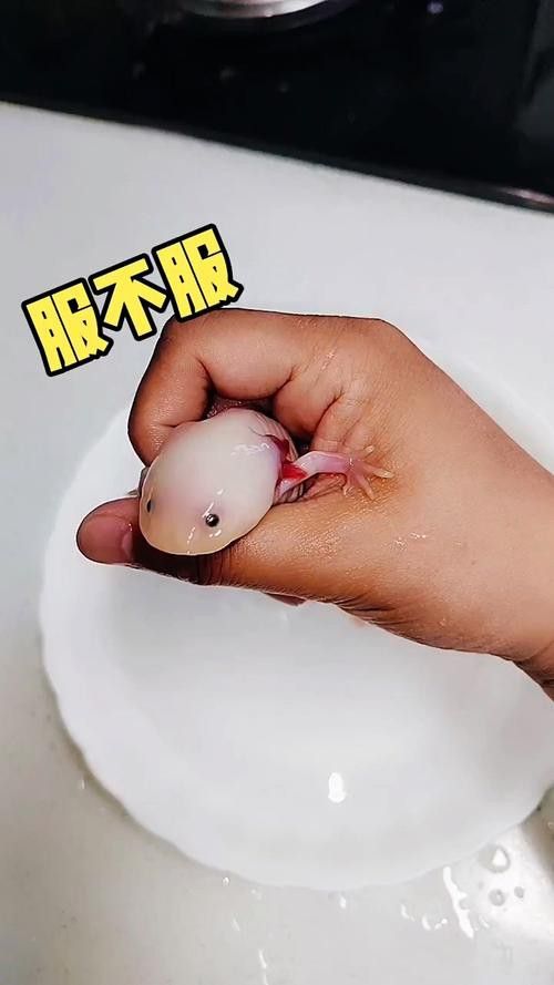 有沒有高清的小龍魚圖片？