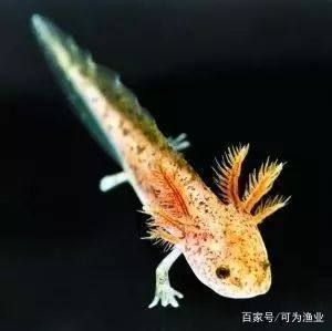 養六角恐龍魚能放石頭嗎視頻：養六角恐龍魚時可以放入石頭，但需注意選擇合適的石頭大小和數量