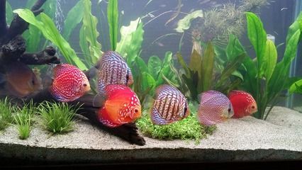 龍魚怎么訓(xùn)練吃飼料的:如何訓(xùn)練龍魚吃飼料 龍魚百科 第1張 龍魚怎么訓(xùn)練吃飼料的:如何訓(xùn)練龍魚吃飼料 龍魚怎么訓(xùn)練吃飼料的:如何訓(xùn)練龍魚吃飼料 龍魚百科 第1張