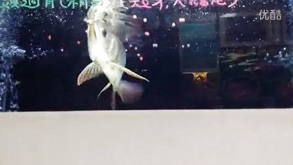 龍魚怎么訓(xùn)練吃飼料的:如何訓(xùn)練龍魚吃飼料 龍魚百科 第2張 龍魚怎么訓(xùn)練吃飼料的:如何訓(xùn)練龍魚吃飼料 龍魚怎么訓(xùn)練吃飼料的:如何訓(xùn)練龍魚吃飼料 龍魚百科 第2張