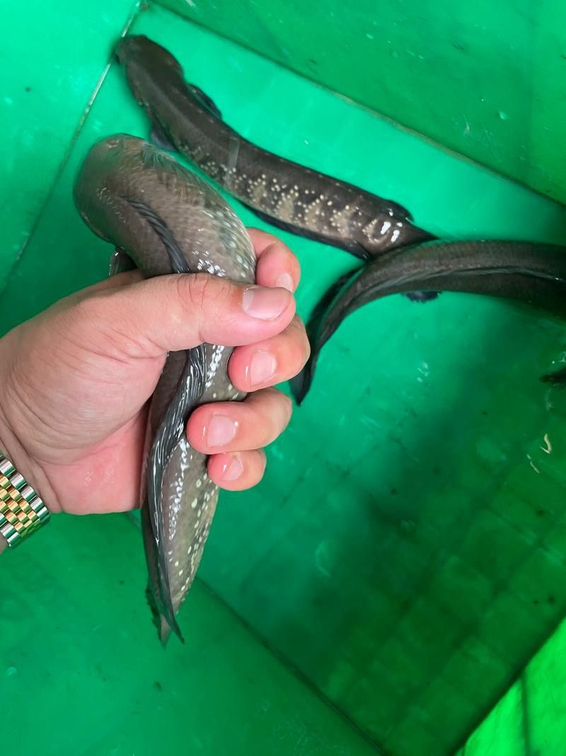 七星魚和雷龍魚哪個更適合家庭養殖？