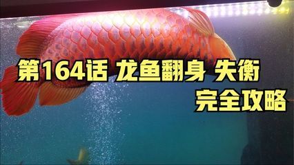 龍魚翻身了,還有的救嗎：當龍魚出現翻身的情況，是否還有救，主要取決于翻身的原因和健康 龍魚翻身了,還有的救嗎：當龍魚出現翻身的情況，是否還有救，主要取決于翻身的原因和健康 龍魚百科 第1張