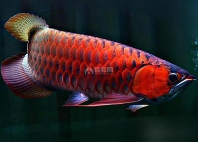 紅龍魚多久喂一次食用鹽,紅龍魚的喂食頻率應(yīng)根據(jù)其年齡來確定:關(guān)于紅龍魚喂食頻率的一些詳細(xì)信息 龍魚百科 第2張 紅龍魚多久喂一次食用鹽,紅龍魚的喂食頻率應(yīng)根據(jù)其年齡來確定:關(guān)于紅龍魚喂食頻率的一些詳細(xì)信息 紅龍魚多久喂一次食用鹽,紅龍魚的喂食頻率應(yīng)根據(jù)其年齡來確定:關(guān)于紅龍魚喂食頻率的一些詳細(xì)信息 龍魚百科 第2張