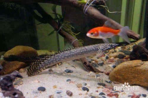 恐龍魚能養嗎有毒嗎：六角恐龍魚是否能養以及是否有毒，六角恐龍魚食物選擇指南 恐龍魚能養嗎有毒嗎：六角恐龍魚是否能養以及是否有毒，六角恐龍魚食物選擇指南 龍魚百科 第3張
