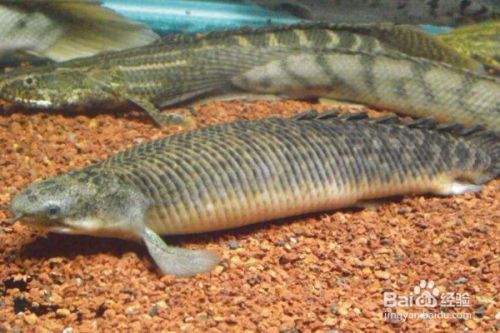 恐龍魚能養嗎有毒嗎：六角恐龍魚是否能養以及是否有毒，六角恐龍魚食物選擇指南 恐龍魚能養嗎有毒嗎：六角恐龍魚是否能養以及是否有毒，六角恐龍魚食物選擇指南 龍魚百科 第2張