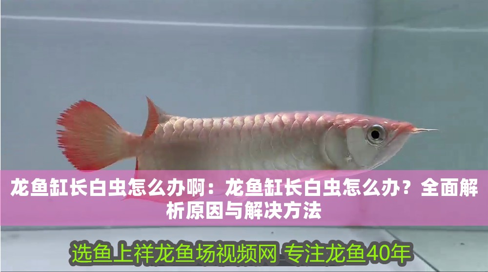 龍魚缸長白蟲怎么辦?。糊堲~缸長白蟲怎么辦？全面解析原因與解決方法