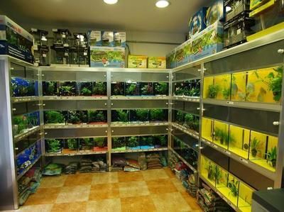 龍魚缸長白蟲怎么辦?。糊堲~缸長白蟲怎么辦？全面解析原因與解決方法