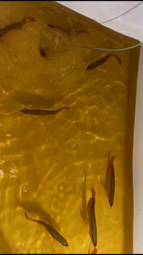如何聯系這些龍魚漁場？ 如何聯系這些龍魚漁場？ 龍魚百科 第2張