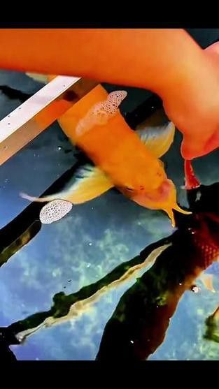 如何聯系這些龍魚漁場？ 如何聯系這些龍魚漁場？ 龍魚百科 第1張