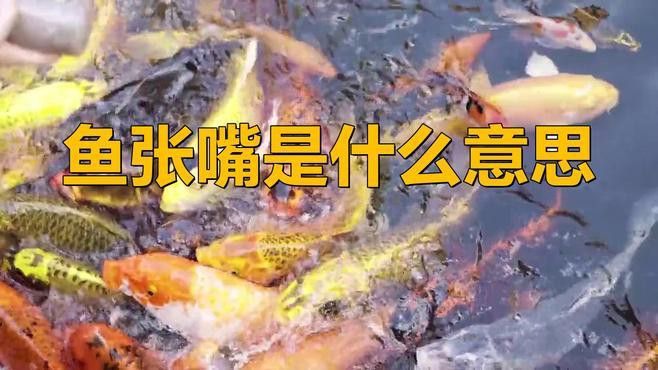 金龍魚一直張嘴呼吸