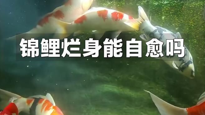 錦鯉爛身能自愈嗎？