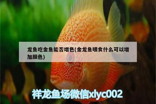 龍魚吃金魚能否增色：龍魚吃金魚能否增色，龍魚增色的自然方法有哪些
