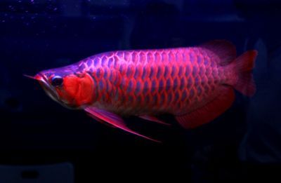 鑒別紅龍魚的品質好壞可以從以下幾個方面進行考慮：如何鑒別紅龍魚的品質好壞 鑒別紅龍魚的品質好壞可以從以下幾個方面進行考慮：如何鑒別紅龍魚的品質好壞 龍魚百科 第2張