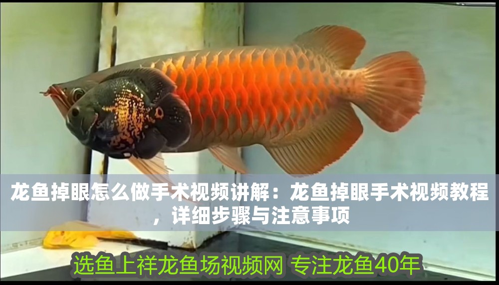 龍魚掉眼怎么做手術視頻講解：龍魚掉眼手術視頻教程，詳細步驟與注意事項
