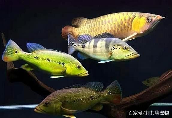 龍魚群養的壞處（龍魚群養會帶來哪些問題？）