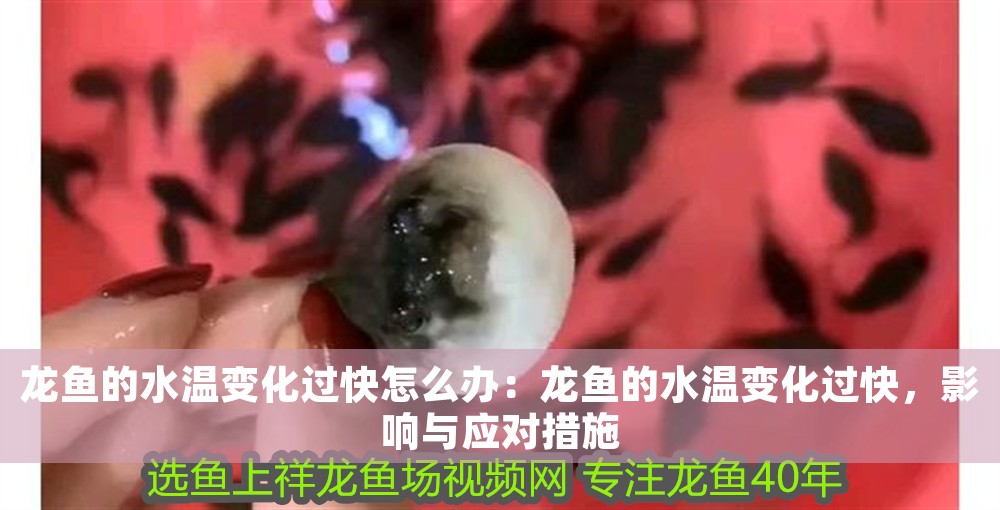 龍魚的水溫變化過快怎么辦：龍魚的水溫變化過快，影響與應對措施