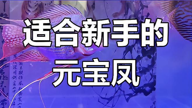 祥龍魚場元寶鳳凰魚的價格是多少？