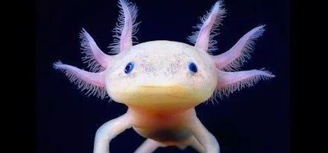 六角恐龍魚多久認(rèn)主人？
